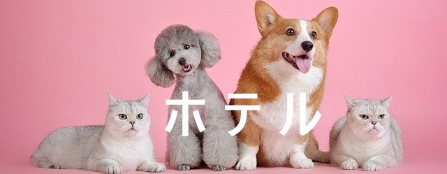 犬猫フリー素材3 (3).jpg